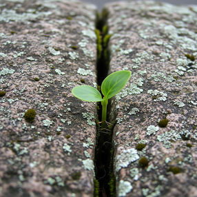 Refrigério Interior Diário