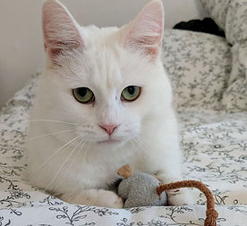 ♀, ca. 2-3 Jahre alt
intelligent - sozial
in 10407 Berlin