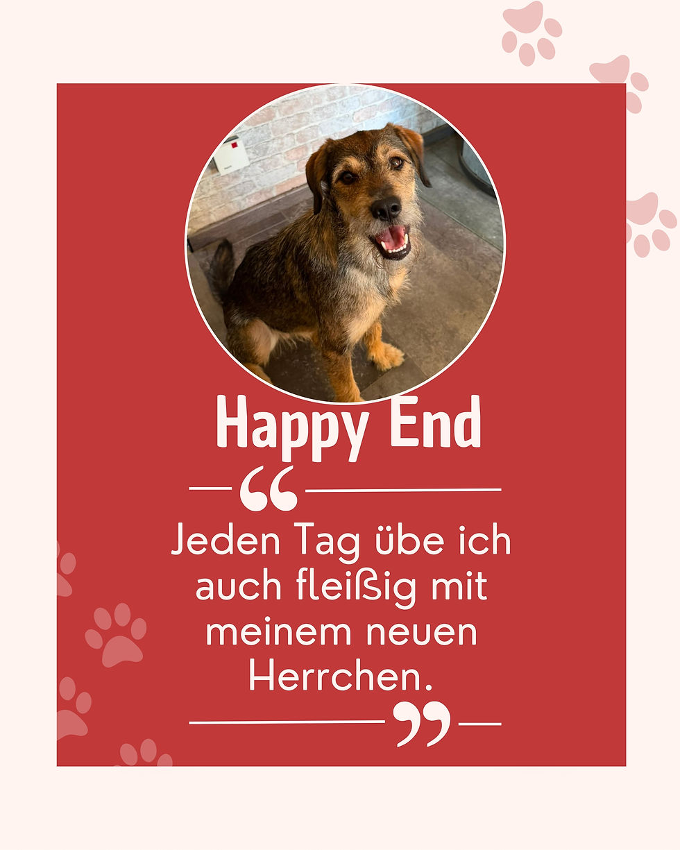 Happy End: Wie Muffin auf einem Bark Date seine Familie fand
