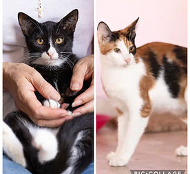 ♀, geb. ca. 04/2025
sensibel – sozial – verspielt
in 10179 Berlin