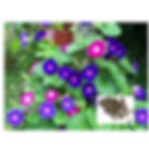 Morning Glory Seeds Mix (Pack of 10)
