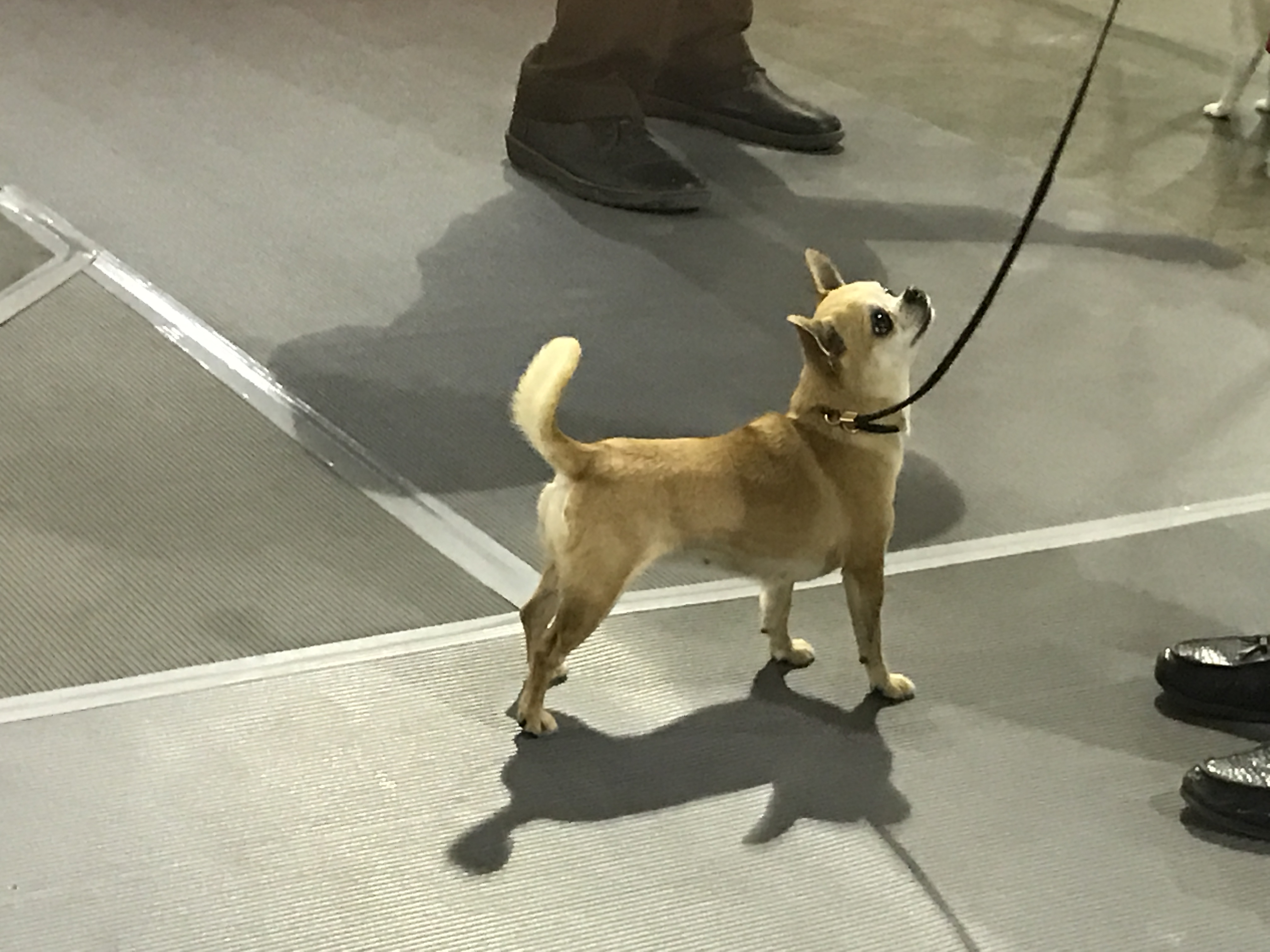 Daphne