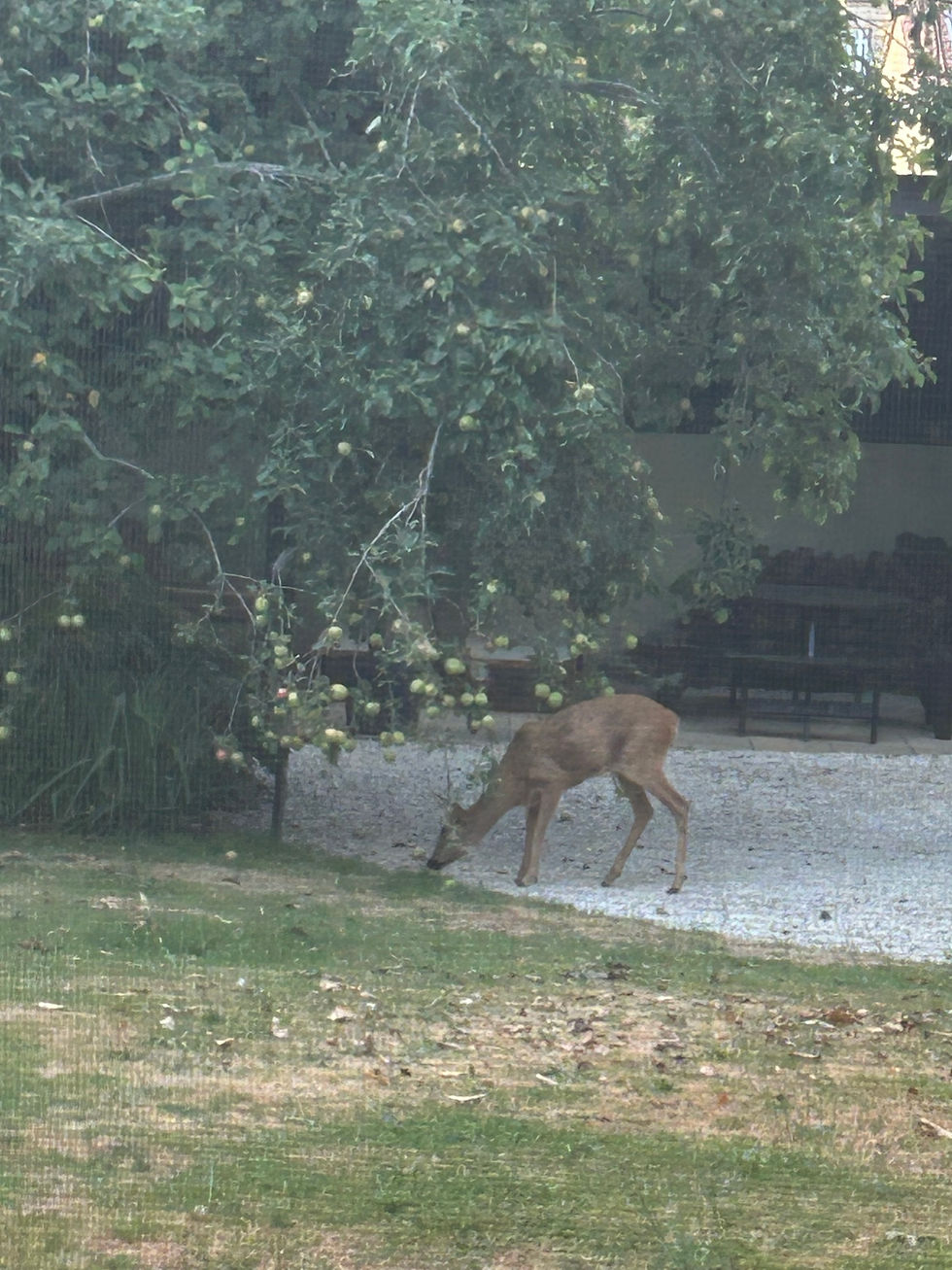 Deer - Fruit - Summer