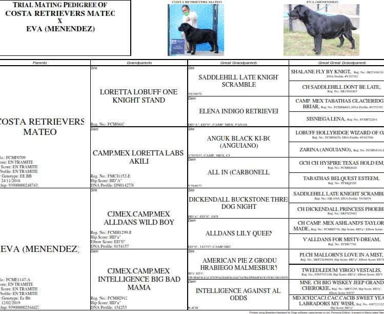 Pedigree - MATEO Vs EVA.jpg
