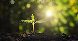 young-plant-cannabis-garden-with-sunshine.jpg