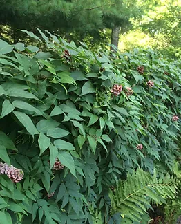 Maine Native Plant List And Guide