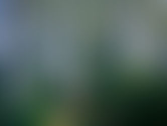 Understanding Woodland Pollinators and the Native Plants that Attract Them