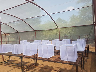 24 01 BUAN Botswana Cages.jpg