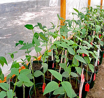 Fusarium pot screening method 2015 04_edited.jpg
