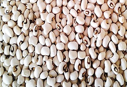 Seed quality of improved cowpea line IR15-MA02.jpg