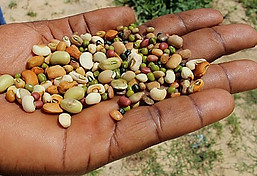 STOL BF seed diversity hand 1 cropped.jpg