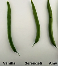 Embu advanced breeding lines cropped 2019.png