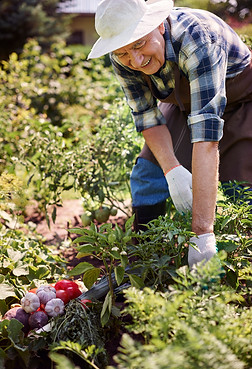 senior-man-working-field-with-chest-vegetables.jpg