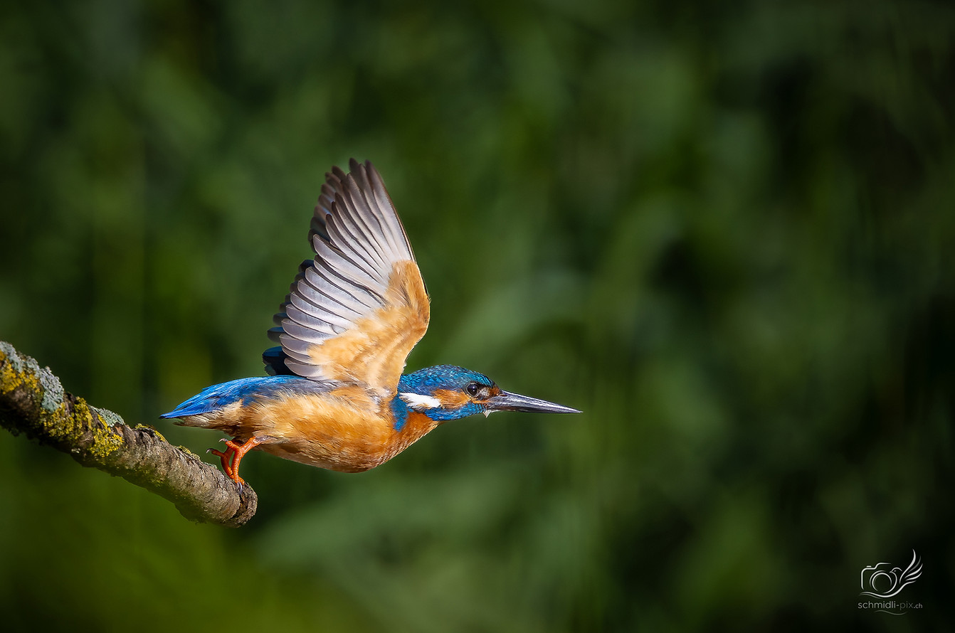 Eisvogel_Abflug_2_Morgenlicht_Schweiz.jpg