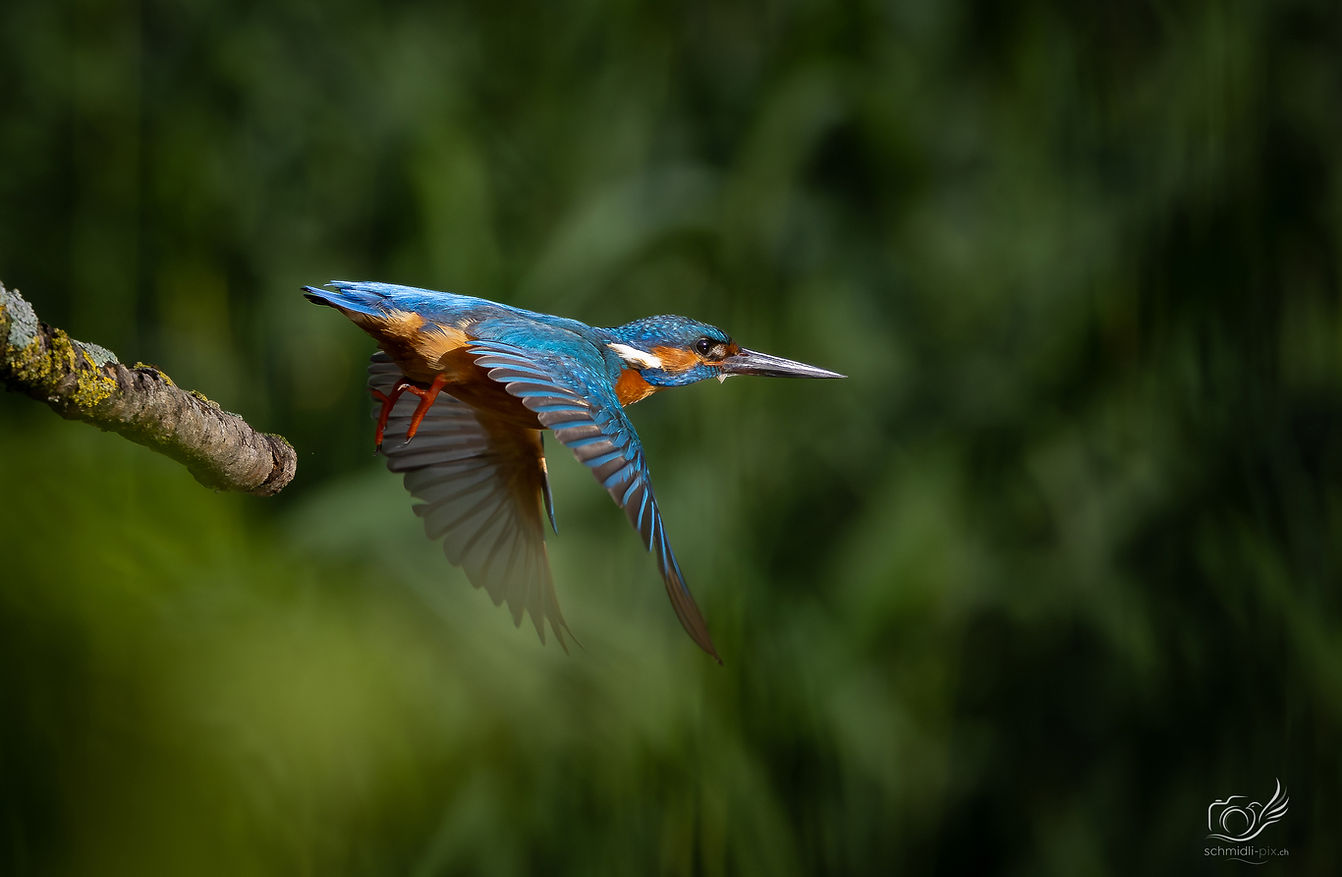 Wildtieraufnahme eines Eisvogels im Flug vor grünem Naturhintergrund