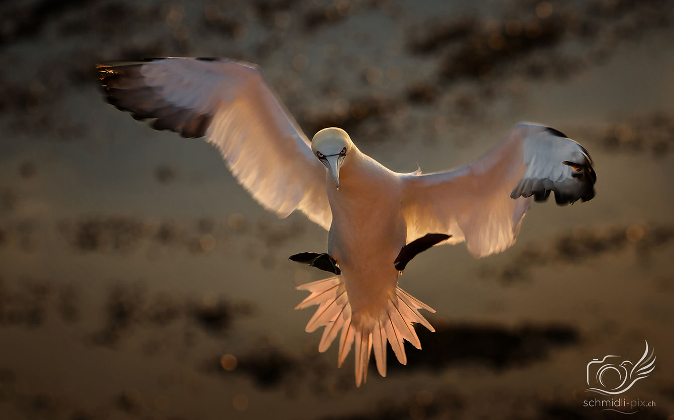Basstölpel_Flug_Sonnenuntergang_Helgoland.jpg