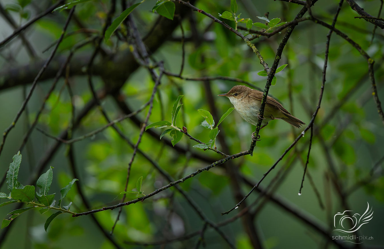 Wildtieraufnahme eines kleinen Singvogels auf einem Ast zwischen grünen Blättern