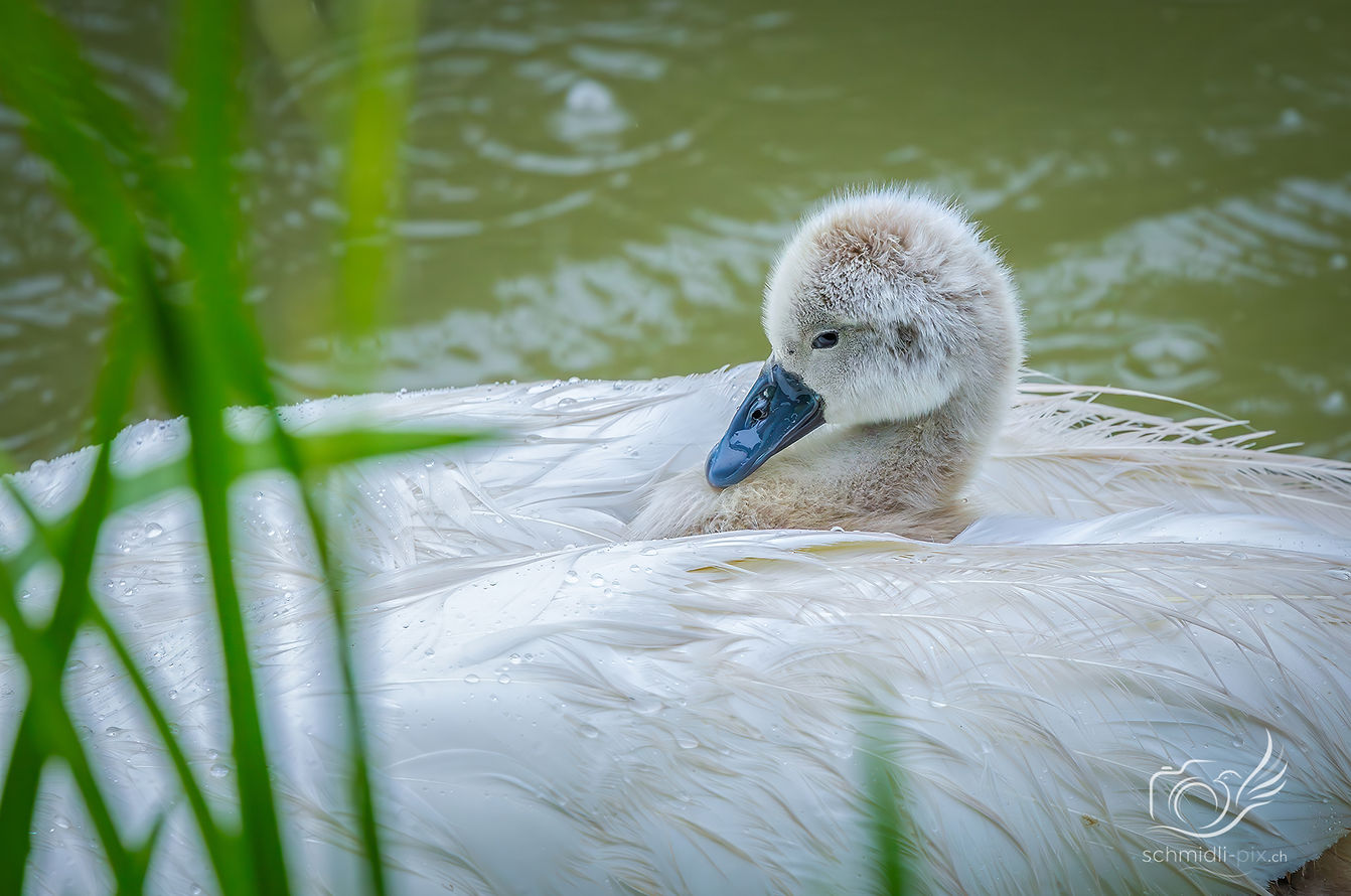 Vogelwelt_Schwan_Taxi_Schweiz.jpg