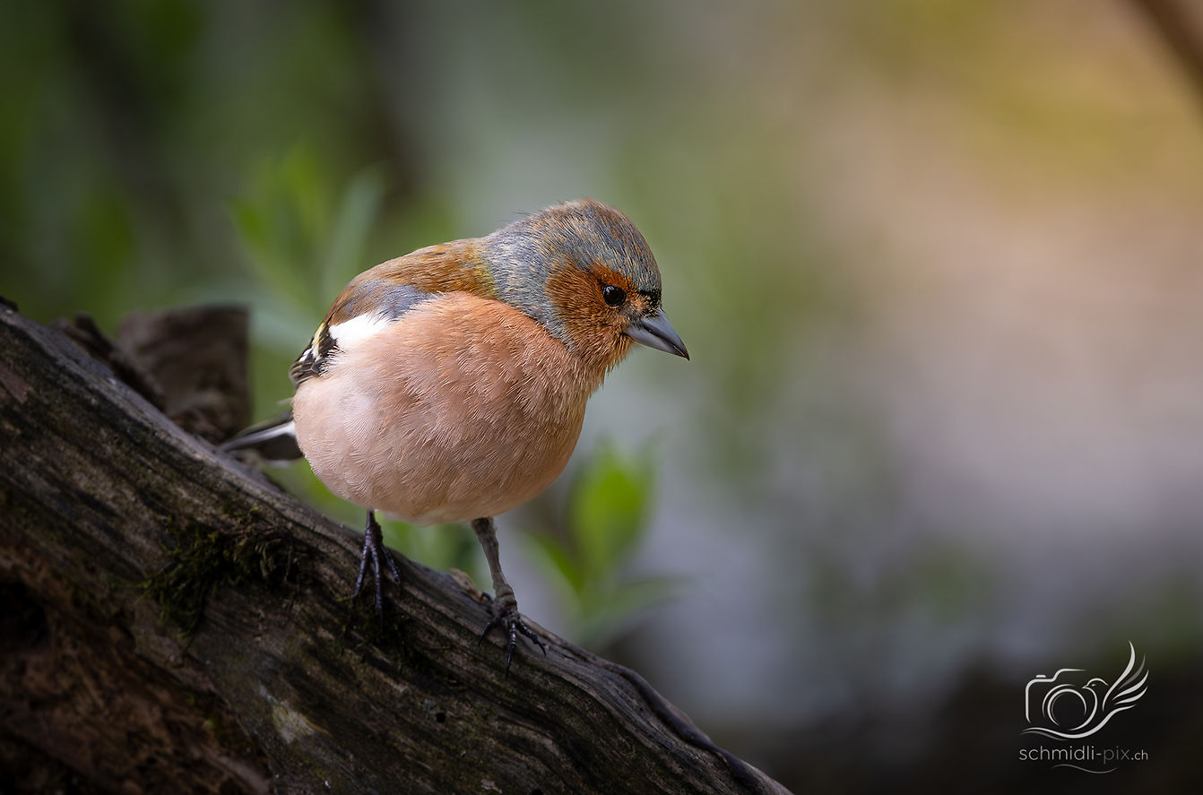 Vogelwelt_Buchfink_Portrait_Schweiz.jpg
