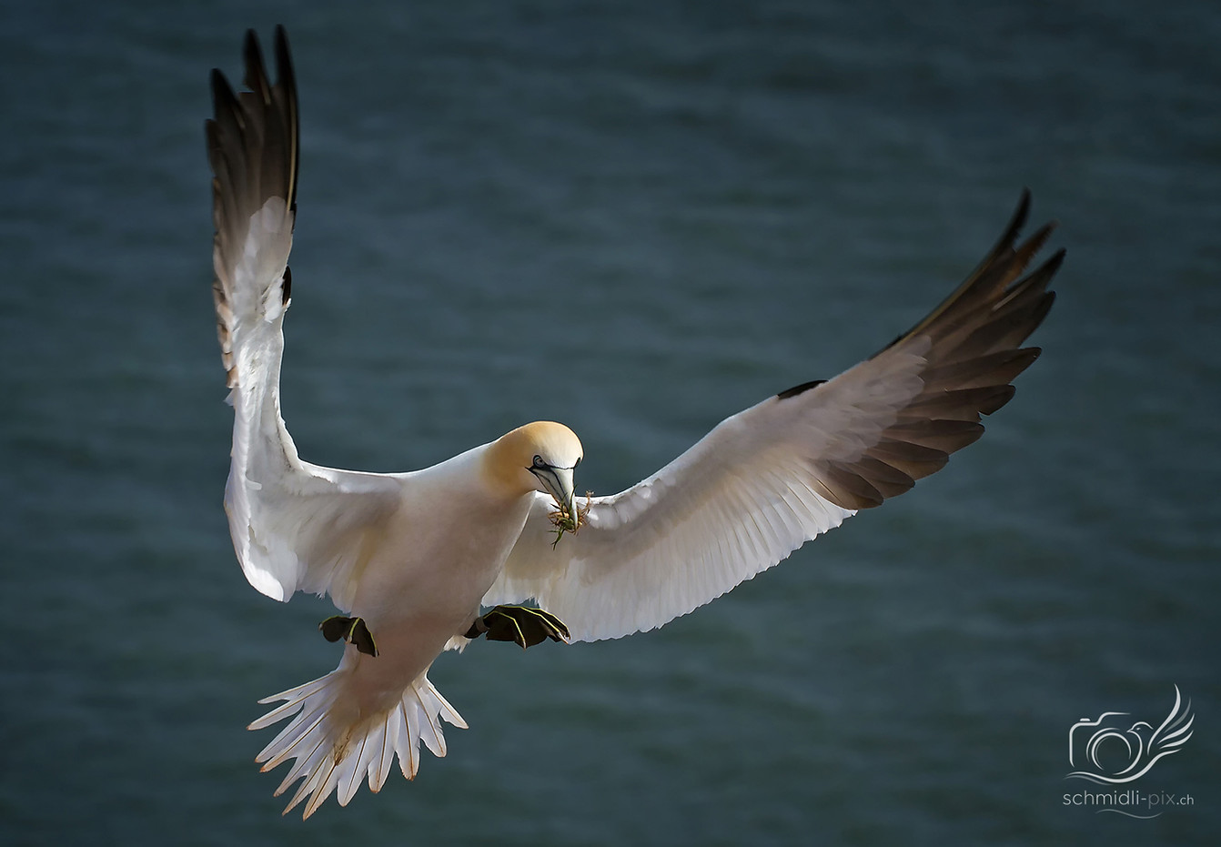 Basstölpel_Flug_gras im Mund_Helgoland.jpg
