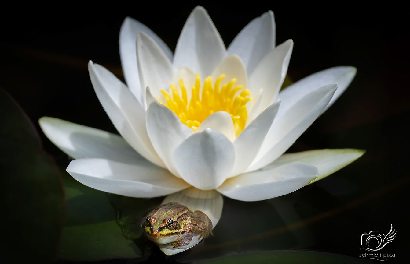 Frosch_Seerose_Schweiz.jpg