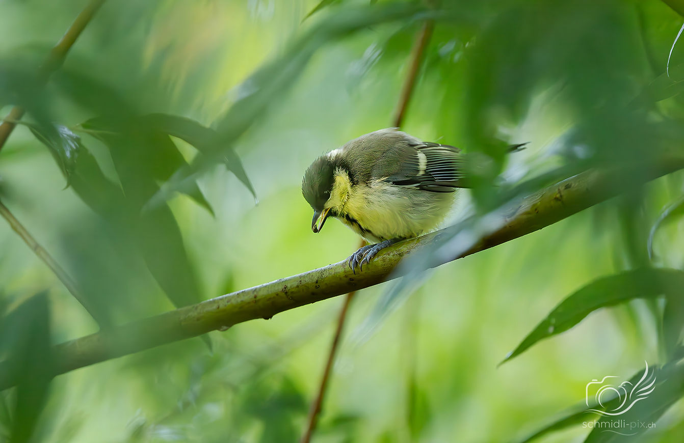 Vogelwelt_Kohlmeise_Junges_Portrait_Schweiz.jpg
