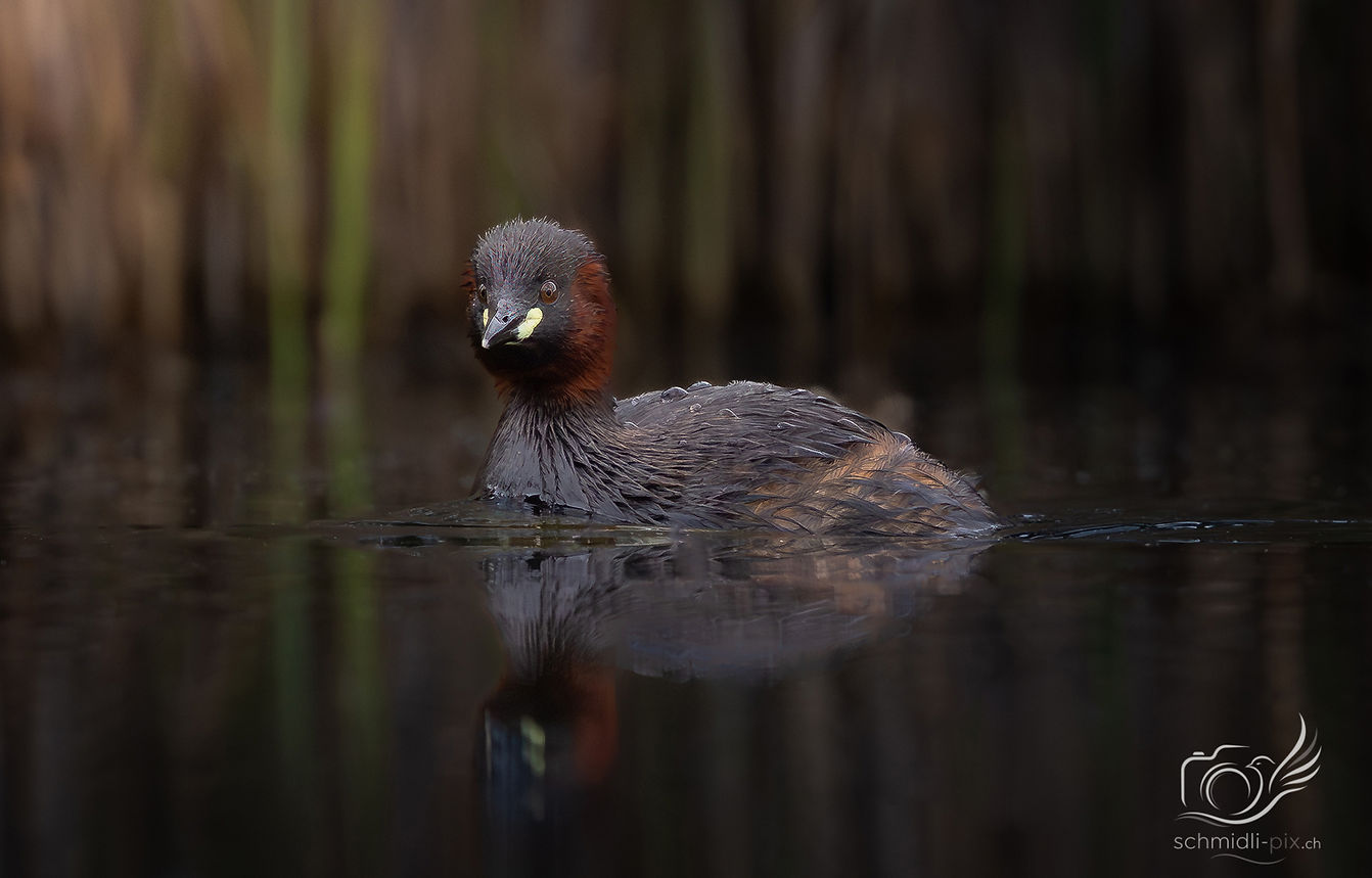 Wildtieraufnahme eines Zwergtauchers im Wasser mit Spiegelung vor dunklem Hintergrund