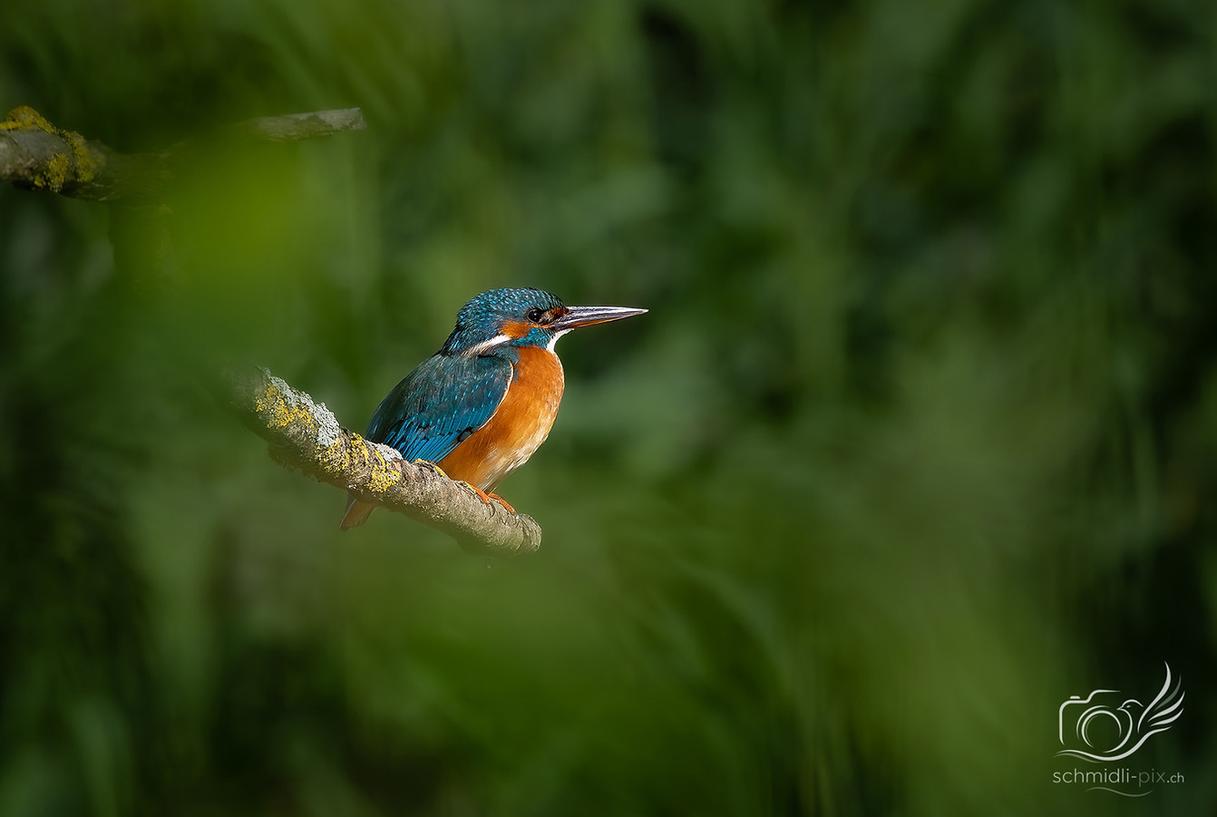 Eisvogel_Portrait_Morgenlicht_Schweiz.jpg