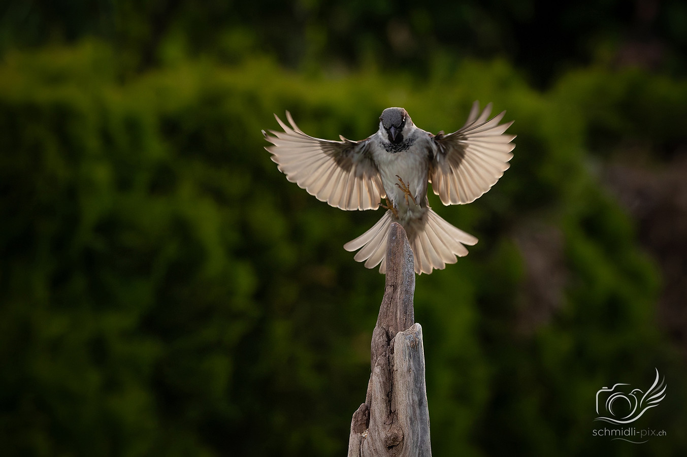 Spatz_Landung_Gegenlicht_2_Schweiz.jpg