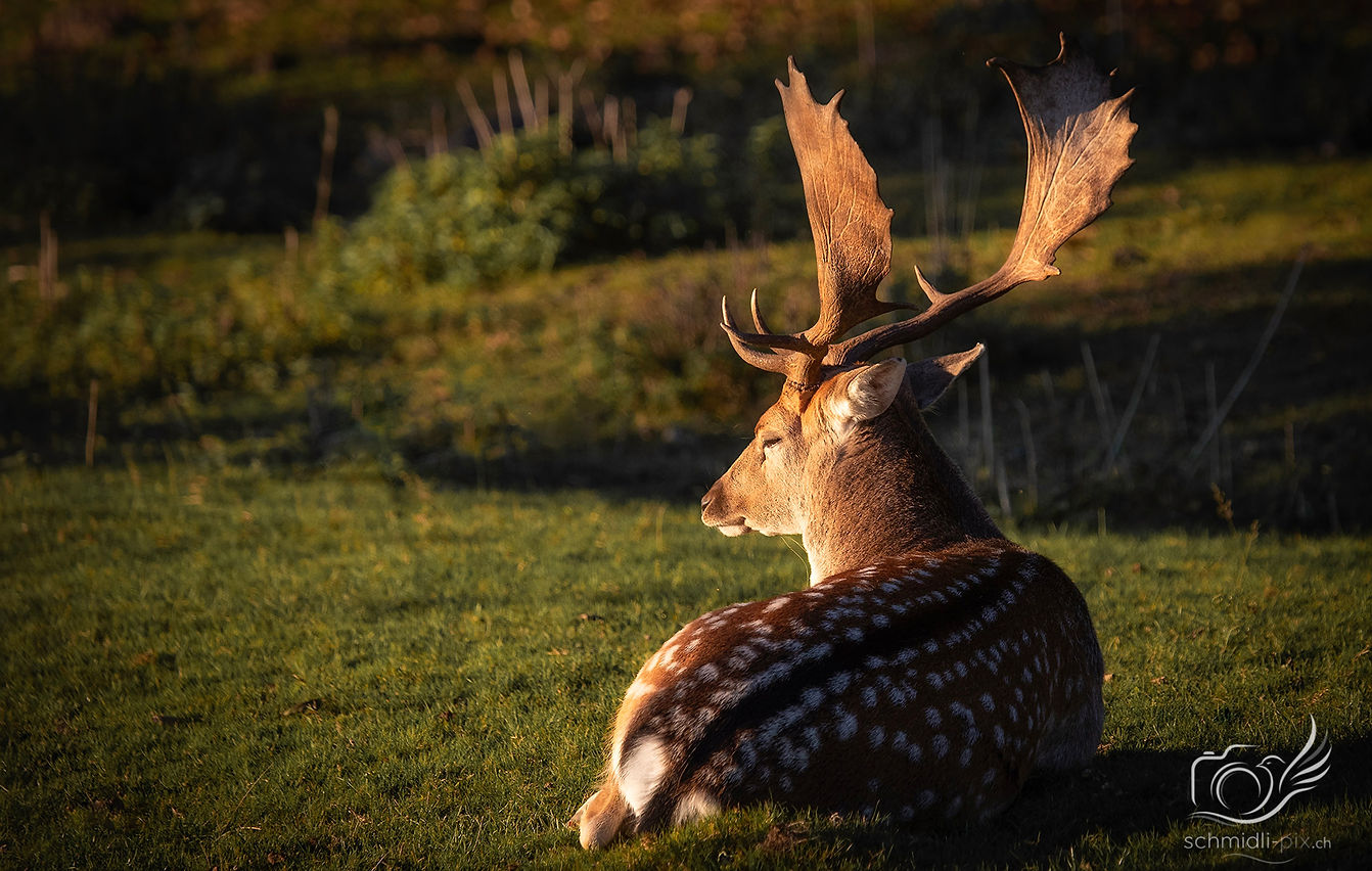 Tiere_Hirsch_Sonnenuntergang_Schweiz.jpg