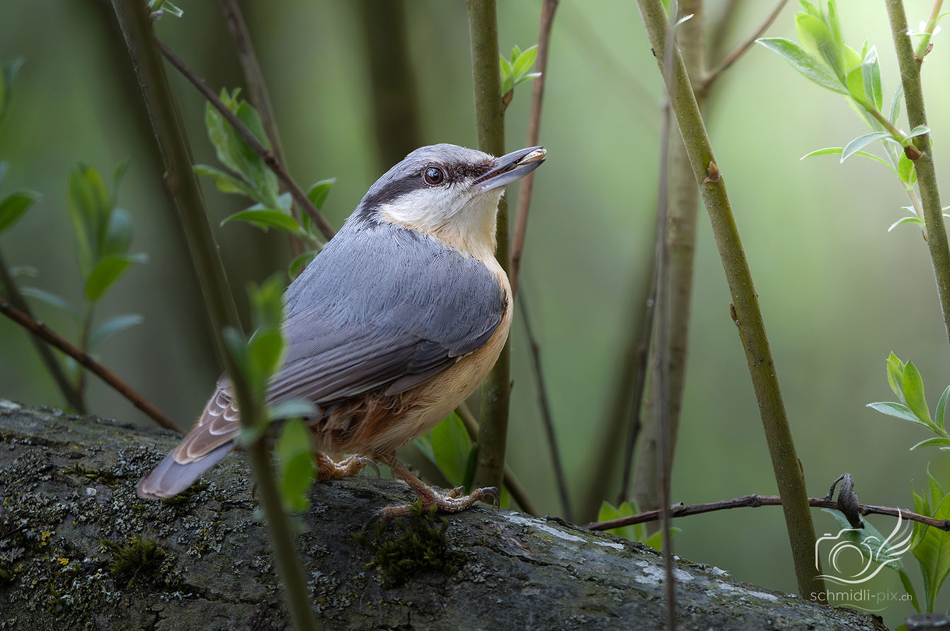 Wildtieraufnahme eines Kleibers auf einem Baumstamm zwischen grünen Zweigen