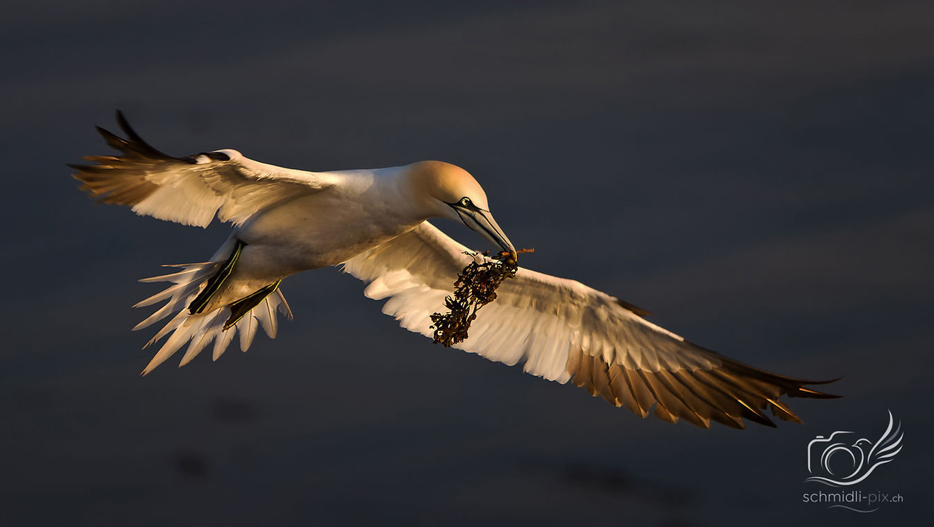 Basstölpel_Flug_Sonnenuntergang_Gras im Mund_Helgoland.jpg