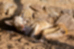 Stray starving dog.