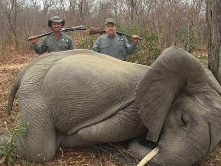 Hunters tearing apart elephant families~Alex Pacheco 600 Million Dogs