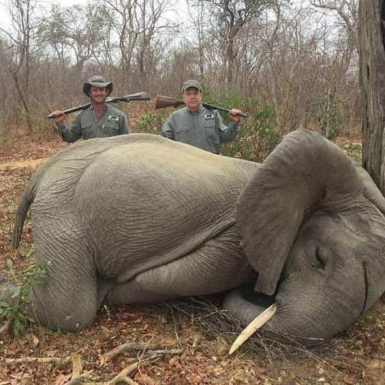 Elephant hunting dead shot killed Alex Pacheco 600 Million Dogs