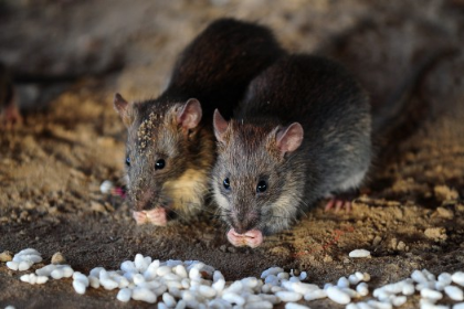 2 grey rats eating ~ 600 Million Dogs Alex Pacheco