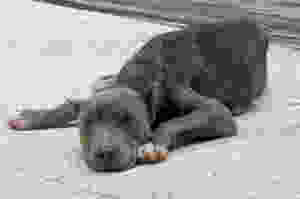 Deliberately starved dog in Fajardo, Puerto Rico.