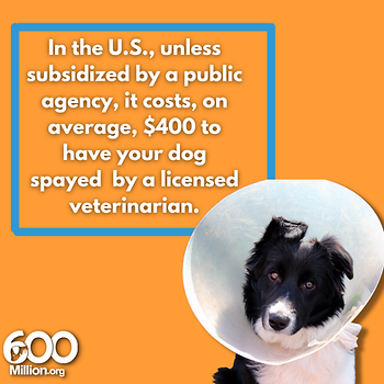 cost of spay and neuter Alex Pacheco 600 Million Dogs