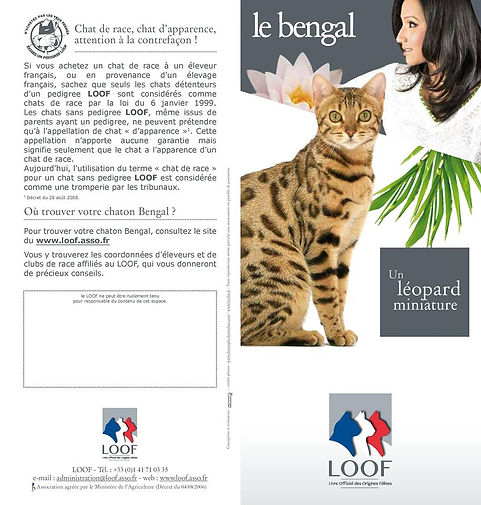 Elevage Asian Safari : Chats et chatons Bengal disponibles Paris , région parisienne , île-de-france, Loiret , Essonnes , Eta