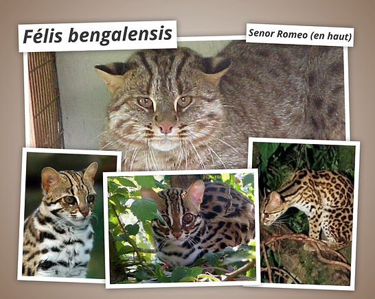 Elevage Asian Safari : Chats et chatons Bengal disponibles Paris , région parisienne , île-de-france, Loiret , Essonnes , Eta