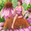 Thumbnail: Garden Fae Signed Print