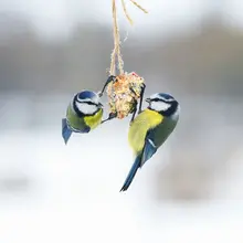 Vous aimeriez accueillir des mésanges dans votre jardin cet hiver ?