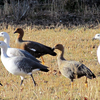 SAG confirma primer caso de influenza aviar altamente patógena en ave silvestre en la Región de Aysén