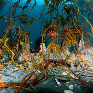 CIEP Y AUTORIDADES ANALIZAN ESTADO DE PESQUERÍAS BENTÓNICAS Y PRESENCIA DE ANÉMONA INVASORA