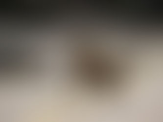 Muere huemul atropellado en sector Las Horquetas de ruta Coyhaique - Villa Cerro Castillo