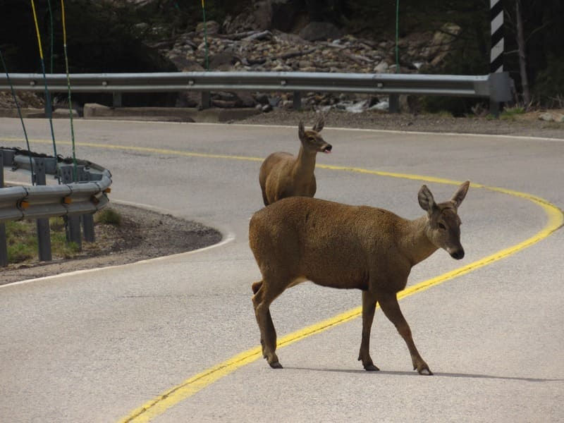 Muere huemul atropellado en sector Las Horquetas de ruta Coyhaique - Villa Cerro Castillo