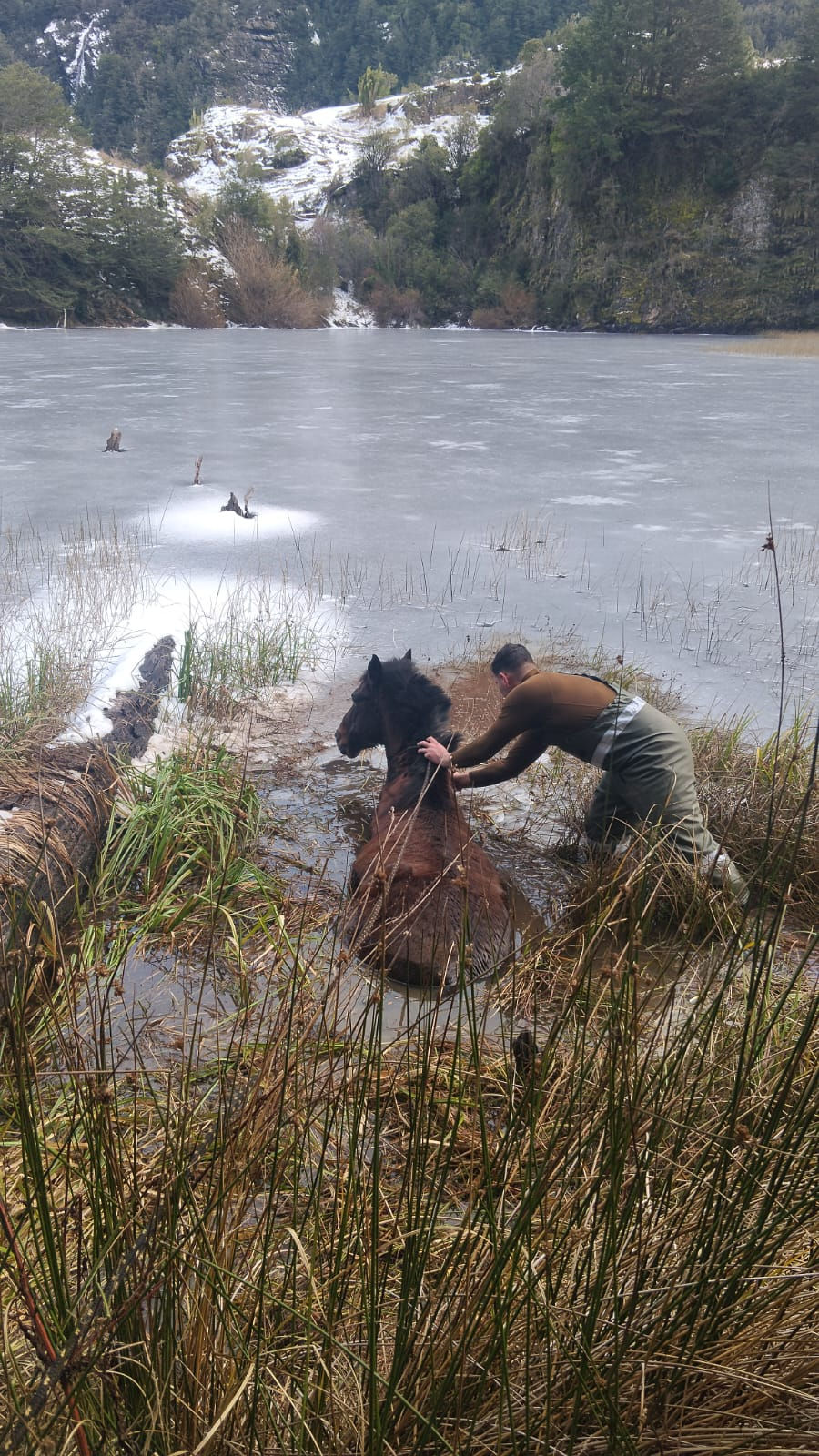 Carabineros y vecinos rescatan caballar atrapado en laguna congelada
