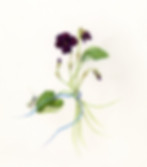 Black Violets