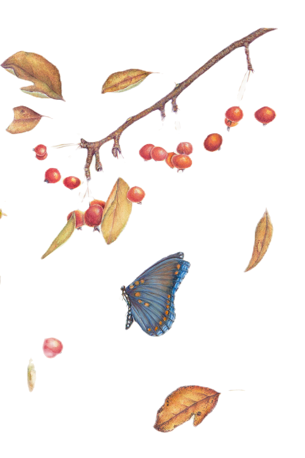 Spring and Fall, Crabapples_edited