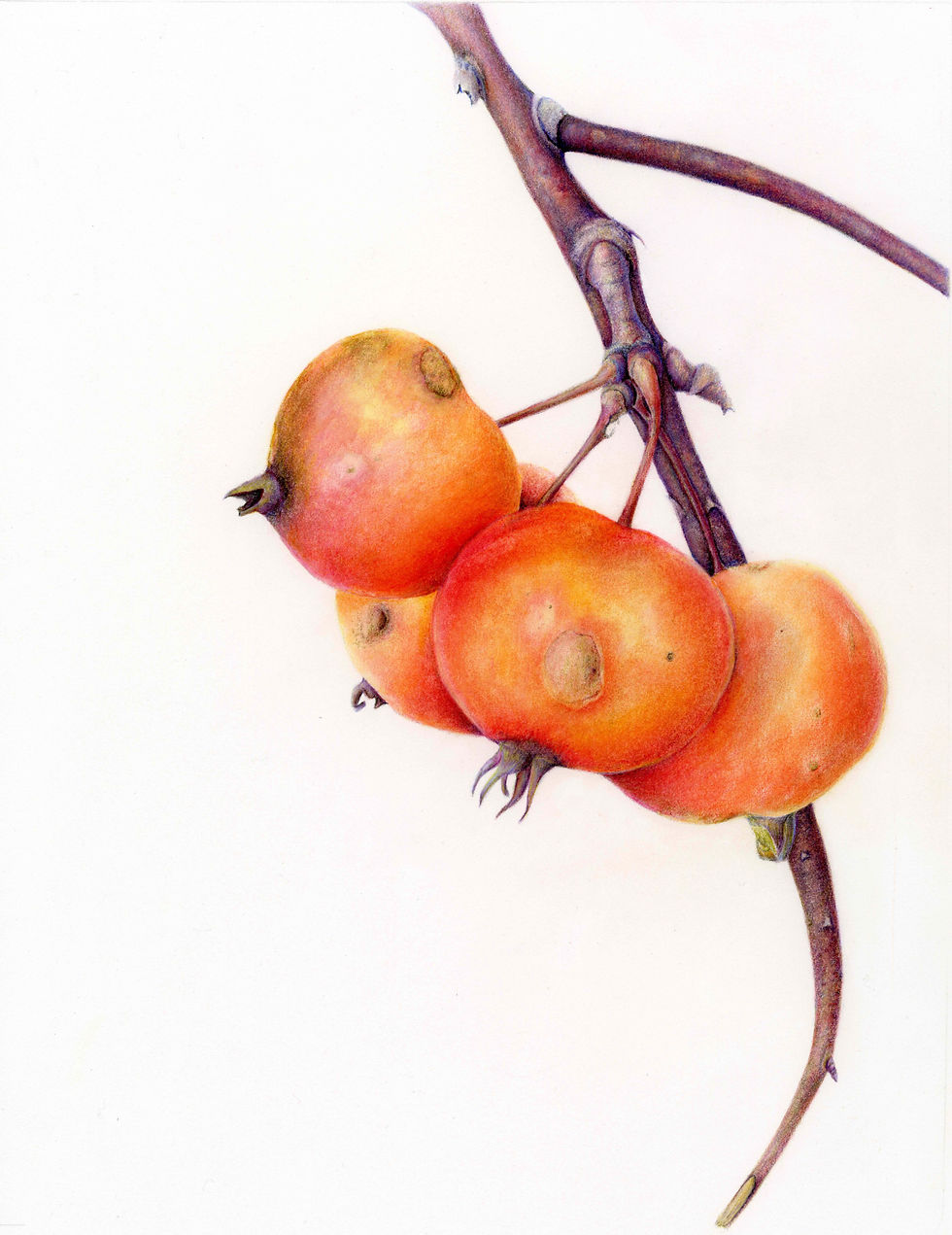 The Gatherers, Crabapples, Malus